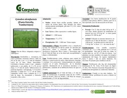 - Fuente: 
 
Foto: Hugo Cuadrado Capella. Pasto estrella Valle del Sinú Córdoba [fotografia].