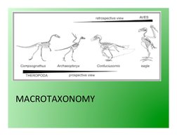 MACROTAXONOMY	  
