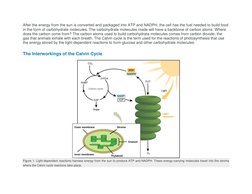 Steps and Diagram of the Calvin Cycle | PDF | Photosynthesis ...