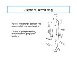 Direc-onal	  Terminology	  
▪ Spatial relationships between one 
anatomical structure and another 
▪ Similar to giving or r