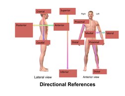 Distal	  
Proximal	  
Proximal	  
Medial	  
lateral	  
Superior	  
Inferior	  
Cranial	  
Caudal	  
Anterior	  
Pos