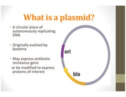What is a plasmid?
• A circular piece of 
autonomously replicating 
DNA
• Originally evolved by 
bacteria
• May express antib