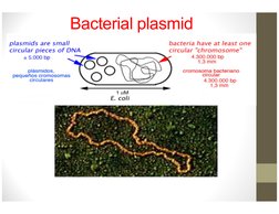 Bacterial plasmid
