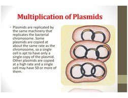 Multiplication of Plasmids
• Plasmids are replicated by 
the same machinery that 
replicates the bacterial 
chromosome. Some