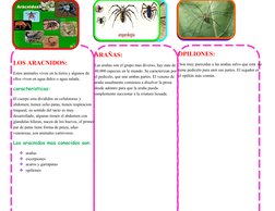 LOS ARACNIDOS:
Estos animales viven en la tierra y algunos de 
ellos viven en agua dulce o agua salada.
caracteristicas:
E
