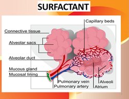 Functions and Structure of Surfactant | PDF | Lung | Medical Specialties