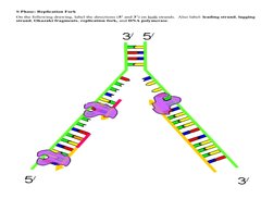 S Phase: Replication Fork 
On the following drawing, label the directions (5’ and 3’) on both strands.  Also label: leading s