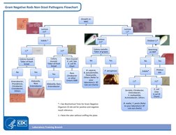 Gram Negative Rods Non-Stool Pathogens Flowchart 
Laboratory Training Branch   
 
Growth on 
MAC 
Lactose 
(+)*  
Indol