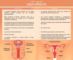 •
La persona masculina tiene testículos en los cuales
producen
gametos
sexuales
que
son
llamados
espermatozoides.
•
Estos
tes