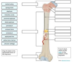 proximal epiphysis
nutrient artery
diaphysis
medullary cavity
articular cartilage
distal epiphysis
periosteum
compact bone
en