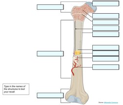 Source: Wikimedia Commons (https://commons.wikimedia.org/wiki/File:603_Anatomy_of_Long_Bone.jpg)
Type in the names of 
the st