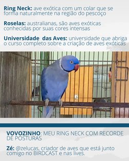 forma naturalmente na região do pesc
oço 
Roselas: australianas, são aves exóticas con
hecidas por suas cores intensas 
Unive