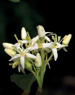 DISTRIBUIÇÃO GRATUITA. NÃO É PERMITIDA A COMERCIALIZAÇÃO.
©

