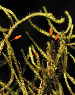 DISTRIBUIÇÃO GRATUITA. NÃO É PERMITIDA A COMERCIALIZAÇÃO.
©
