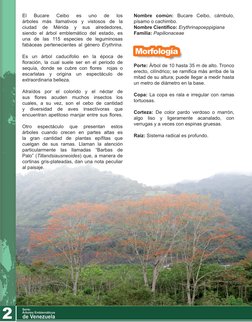 El 
Bucare 
Ceibo 
es 
uno 
de 
los 
árboles más llamativos y vistosos de la 
ciudad 
de 
Mérida 
y 
sus 
alrededores, 
siend