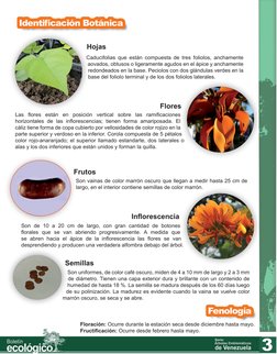 Identificación Botánica
Caducifolias que están compuesta de tres foliolos, anchamente  
aovados, obtusos o ligeramente agudos