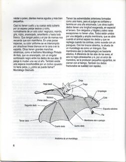néctar o polen, dientes menos agudos y más bien
pequeños.
Casi no tienen cuello y su cuerpo está cubierto
por un espeso pelaj