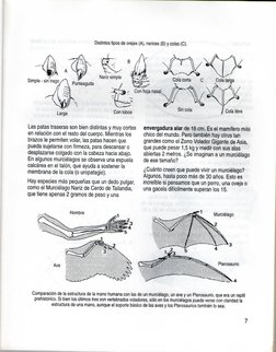 Distintos tipos de orejas (A), narices (B) y colas (C).
B 
//
Nariz simple
Simple-sintrago^ Reaguda 
/ ^^
, x 
Con hoja nasal