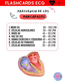 FRECUENCIA DE LOS
1.NODO SA                                      60 - 100 LPM
2. CÉLULAS AURICULARES             55 – 60 LPM