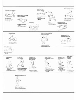 Motor Scale Range Alberta Infant Motor Scale Overview | PDF | Anatomical Terms Of Motion ...