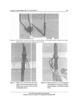 C. Ruiz y D. Acosta/Ciencia Vol. 5, No 
3 (1997) 205-211 
209 
i \ \ 
Figura lc. Observaci6n de raíces formadas en la 
Figura