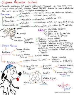 @monisneuroanest
Sistema Nervioso
central
G Desarrollo
embrionario
3er
semana gestacional
.
Formación
del tubo neural ,
cierr