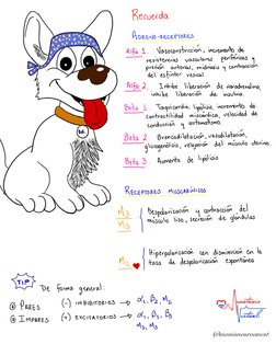 @monisneuroanest
Recuerda :
ADRENO-RECELTORESAtfa.to
.
Vasoconstricción
, incremento de
-
resistencias
vasculares
periféricas