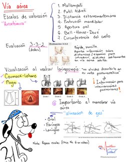 @monisneuroanest
Vía
aérea
1. Mallampati
2. Patil Aldreti
É"""°{
°
- °""""
" +"" """" á"
' ' Anatómica
' '
4- Protrusión
mand