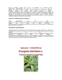 Epoca  de  siembra:  Durante  todo  el  año,  de  preferencia  en  el  período  lluvioso.
 
Espaciamiento:  Distanciamientos