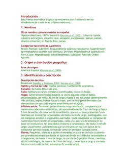 Introducción
Esta hierba aromática tropical se encuentra con frecuencia en los 
alrededores de casas en el trópico mexicano.