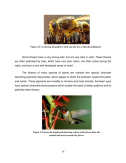 10 
 
 
 
Some flowers have a very strong odor, but are very dark in color. These flowers 
are often pollinated by bats, whic