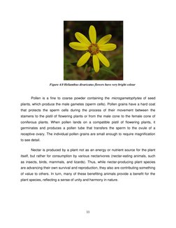 11 
 
 
 
Pollen is a fine to coarse powder containing the microgametophytes of seed 
plants, which produce the male gametes