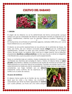 1. ORIGEN 
El origen de los rábanos no se ha determinado de forma concluyente; aunque 
parece ser que las variedades