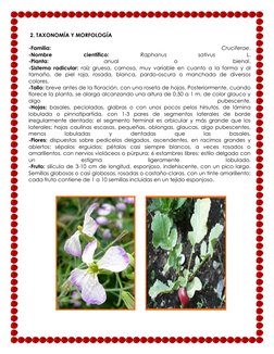 2. TAXONOMÍA Y MORFOLOGÍA 
-Familia: 
Cruciferae. 
-Nombre 
científico: 
Raphanus 
sativus 
L. 
-Planta: 
anual 
o 
bienal.
