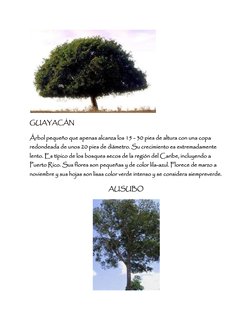 GUAYACÁN  
Árbol pequeño que apenas alcanza los 15 - 30 pies de altura con una copa 
redondeada de unos 20 pies de diámetro