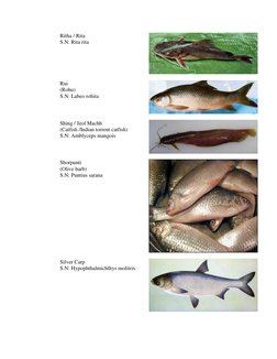 Types Of Fish Names In Telugu