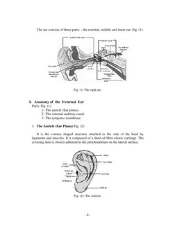 - 9 - 
 
 
The ear consists of three parts: - the external, middle and inner ear. Fig. (1). 
 
 
 
Fig. (1) The right ear