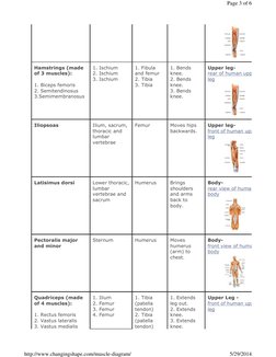Hamstrings (made 
of 3 muscles): 
 
1. Biceps femoris 
2. Semitendinosus 
3.Semimembranosus 
 
1. Ischium 
2. Ischium 
3. Isc