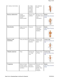 4. Vastus intermediu 
 
3. Tibia 
(patella 
tendon) 
4. Tibia 
(patella 
tendon) 
4. Extends 
knee.
Rectus abdominis
Costal