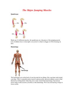 The Major Jumping Muscles
Quadriceps:
Made up of 4 different muscles, the quadriceps are a big piece of the jumping puzzle.