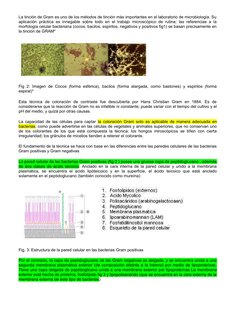 La tinción de Gram es uno de los métodos de tinción más importantes en el laboratorio de microbiología. Su
aplicación práctic