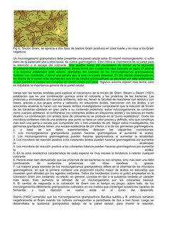 Fig 6: Tinciòn Gram, se aprecia a dos tipos de bacilos Gram positivos en color fuerte y en rosa a los Gram
negativos
 
Un mic