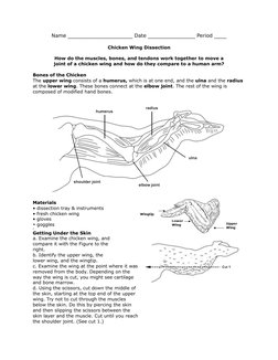 Chicken Leg Dissection Lab
