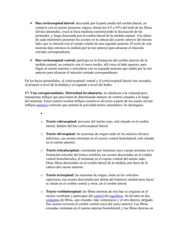 
Haz corticoespinal lateral: desciende por la parte media del cordón lateral, en 
contacto con el cuerno posterior, espeso,