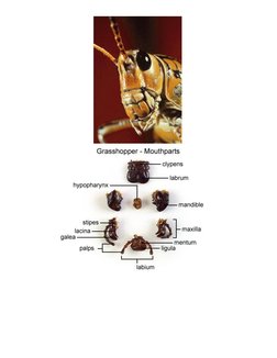 Grasshopper Dissection Guide and Anatomy | PDF | Insects | Human ...