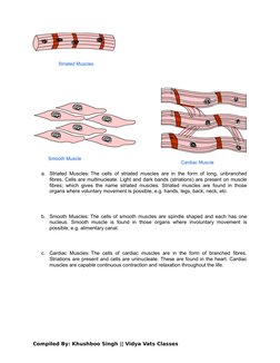 a.
Striated Muscles: The cells of striated muscles are in the form of long, unbranched
fibres. Cells are multinucleate