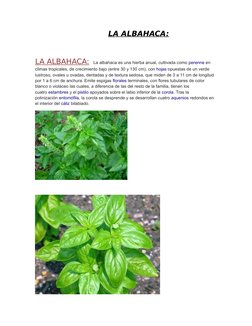 LA ALBAHACA:
LA ALBAHACA:
La albahaca es una hierba anual, cultivada como perenne  (http://es.