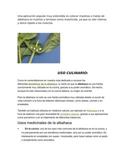 Una aplicación popular muy extendida es colocar macetas o matas de 
albahaca en huertos y terrazas como insecticida, ya que s