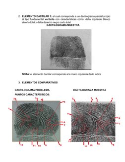 2. ELEMENTO DACTILAR 1: el cual corresponde a un dactilograma parcial propio
al tipo fundamental  verticilo  con característi