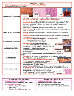 Chapter 2 Pathoma Notes.pdf Pathoma Chapter 1-3 Summary | PDF | T Helper Cell | Cytotoxic T Cell